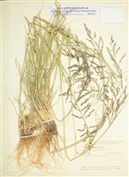 藏品(鼠尾粟屬)的圖片